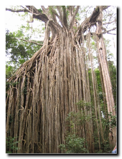 09 Curtain Fig Tree